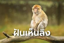 การทำนายฝันเห็นลิงตามความเชื่อวัฒนธรรมไทย พร้อมเลขเด็ด